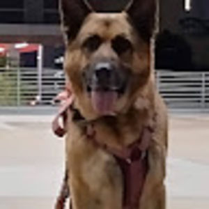 Meet your Posher, Kobetepe